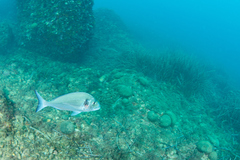 Sparus auratus