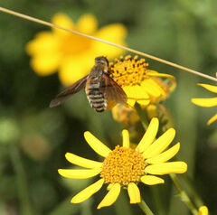 Poecilanthrax lucifer