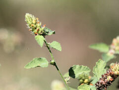 Malvastrum americanum