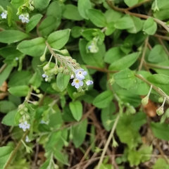 Trigonotis peduncularis