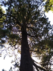 Pinus peuce