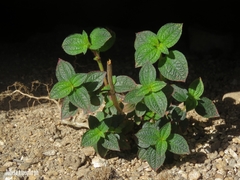 Chaetogastra paratropica