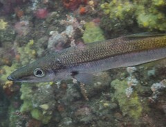 Dinolestes lewini