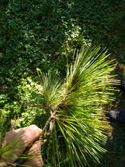 Pinus peuce