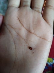 Insecta