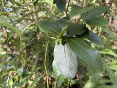 Wikstroemia indica