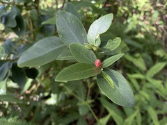 Wikstroemia indica