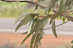 Eucalyptus torquata