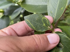 Wikstroemia indica