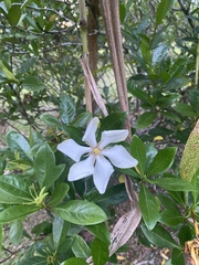 Gardenia jasminoides