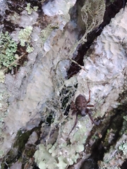 Nephilengys malabarensis