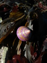 Calliostoma zizyphinum