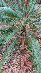 Cycas beddomei
