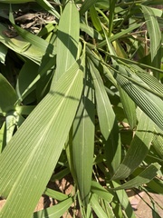 Setaria palmifolia