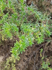 Artemisia campestris maritima