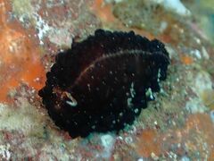 Staphylaea staphylaea