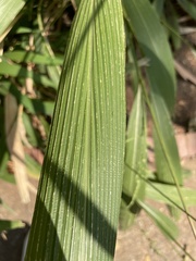 Setaria palmifolia