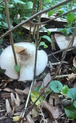 Agaricus deardorffensis