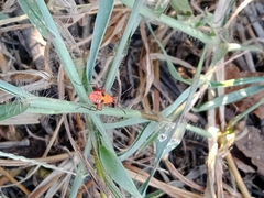 Dysdercus cingulatus