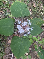 Clerodendrum bungei