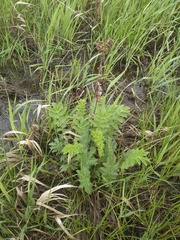 Filipendula stepposa