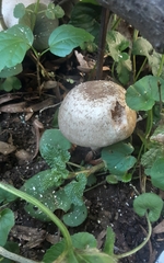 Agaricus deardorffensis