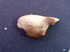 Pachygrapsus