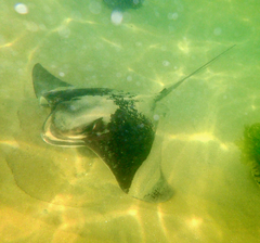 Myliobatis tenuicaudatus