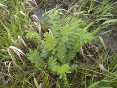 Filipendula stepposa