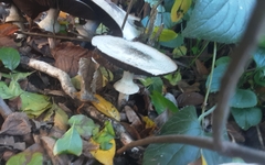 Agaricus deardorffensis