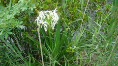 Crinum pedunculatum