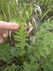 Filipendula stepposa