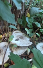 Agaricus deardorffensis