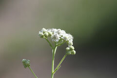 Verbesina microptera