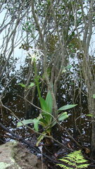 Crinum pedunculatum
