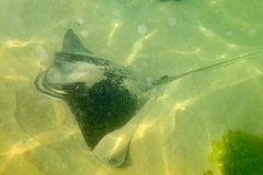 Myliobatis tenuicaudatus