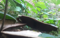 Agaricus deardorffensis