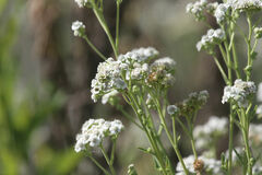 Verbesina microptera