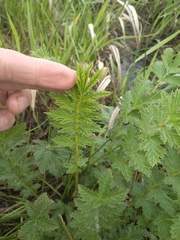 Filipendula stepposa