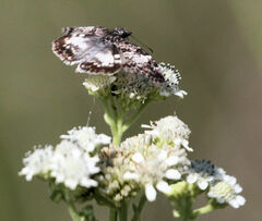 Chiomara georgina