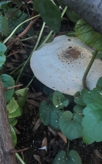 Agaricus deardorffensis