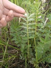 Filipendula stepposa