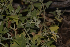Chenopodium baccatum