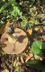 Agaricus deardorffensis