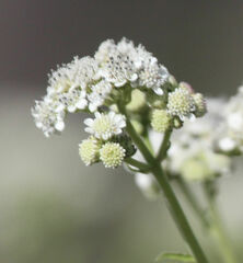 Verbesina microptera