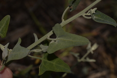 Chenopodium baccatum