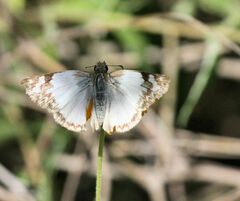 Heliopetes laviana