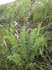 Filipendula stepposa