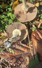 Agaricus deardorffensis