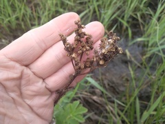 Filipendula stepposa